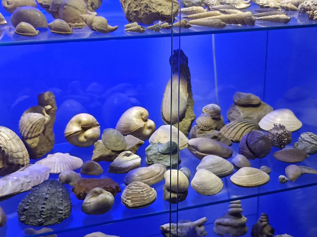 Museo Paleontologico Scienze della Terra del GAMPS-斯坎迪奇必去景点