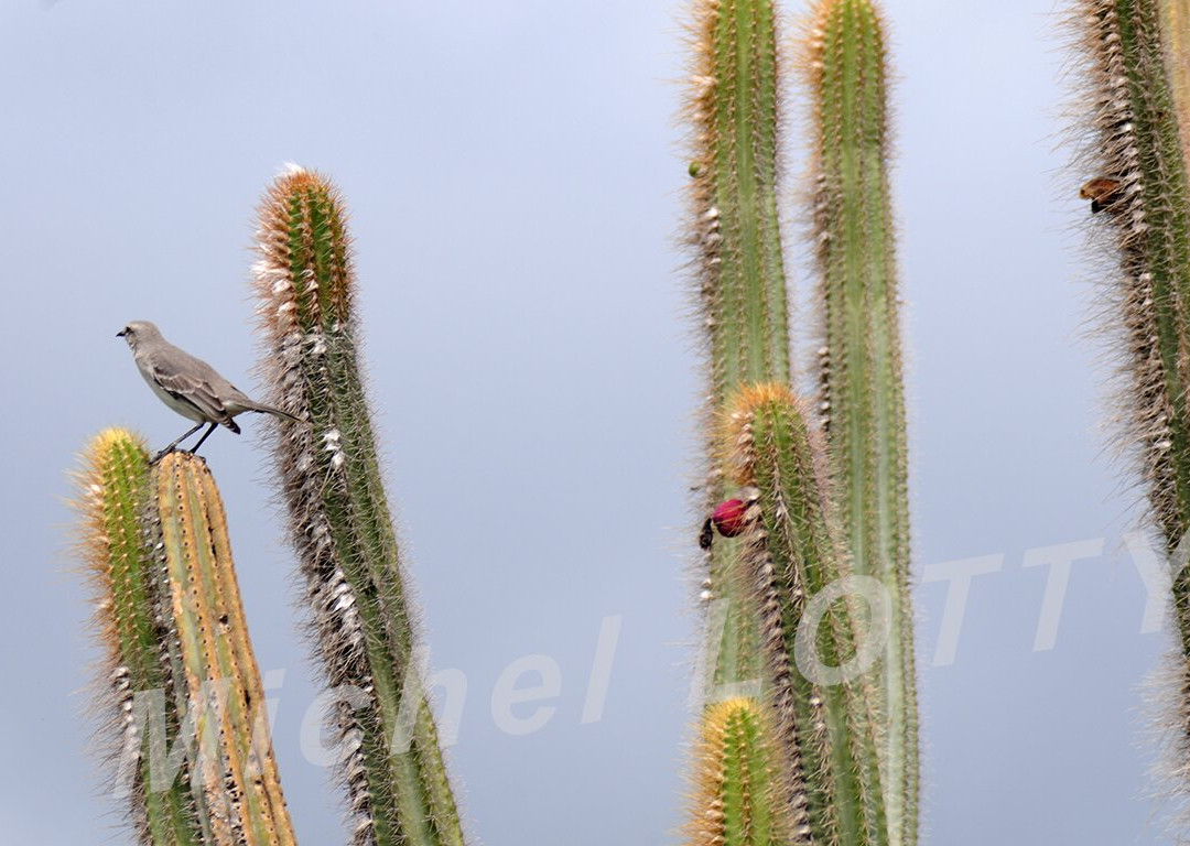 Domaine Du Grand Macabou-Le Marin必去景点