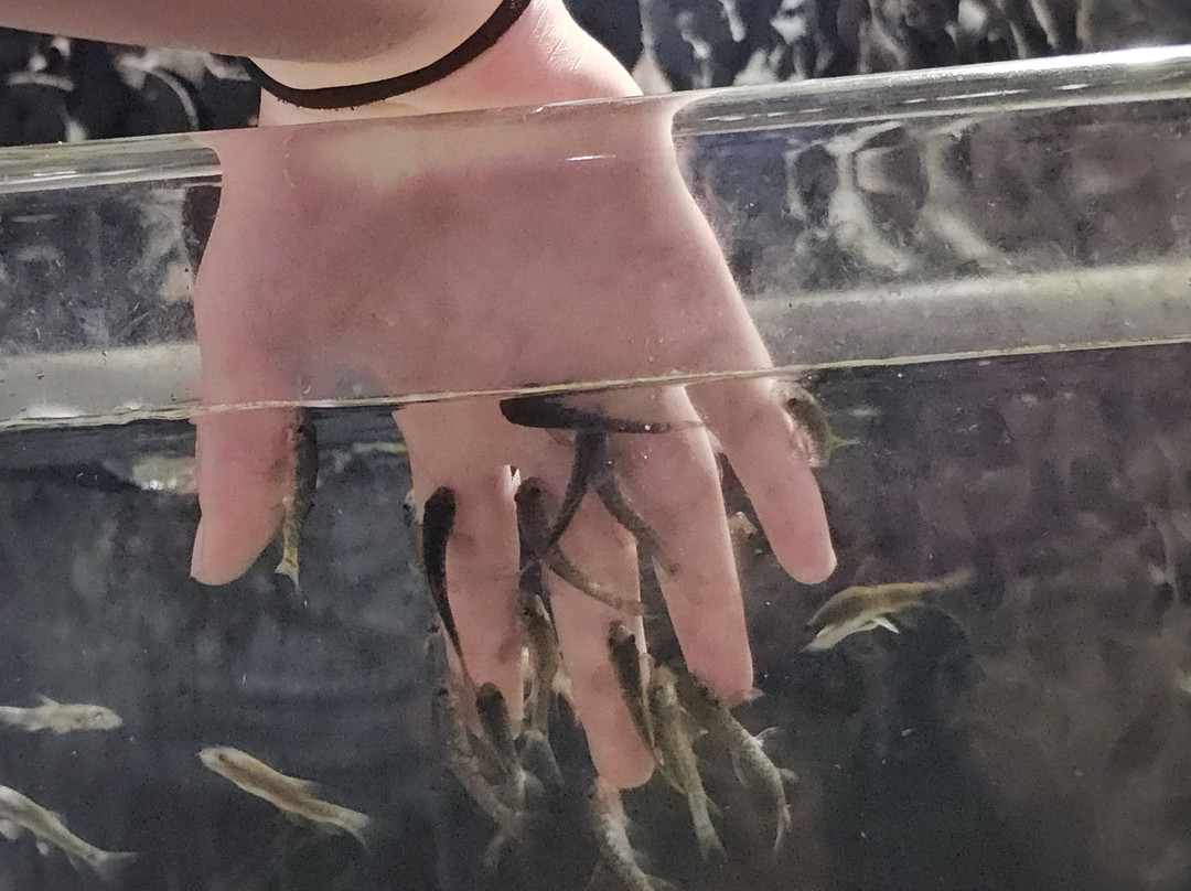 Branson's Wild World-布兰森必去景点