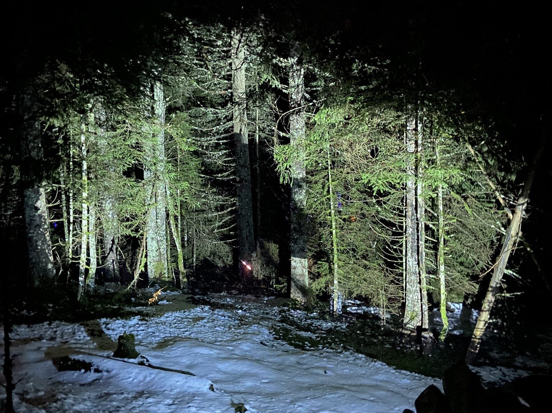 Alta Lumina景点图片