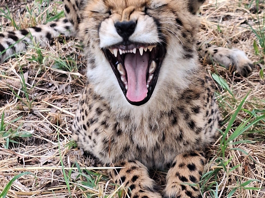 Lion and Cheetah Sanctuary-柯立南必去景点