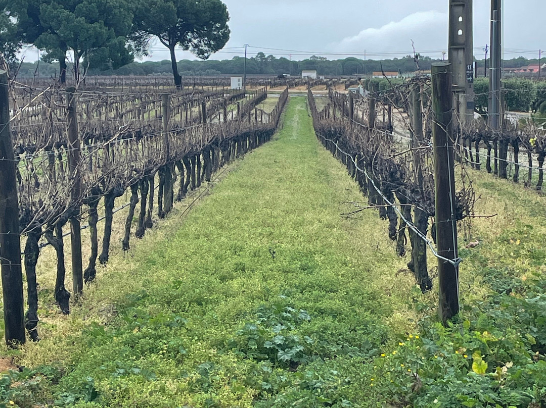 Filipe Palhoca Wines-Palmela必去景点