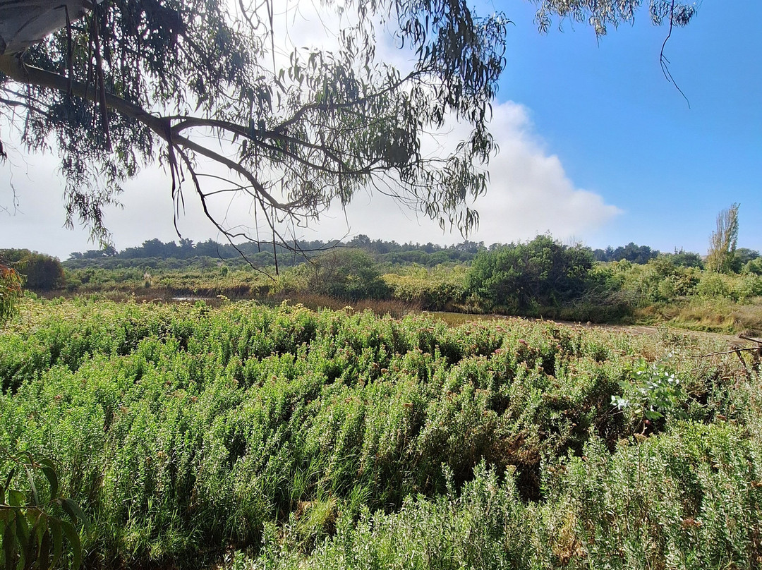 Humedal De Concon-Concon必去景点