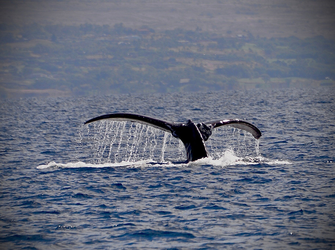 Da Whale Boat: Big Island Humpback Adventures-卡威哈也必去景点
