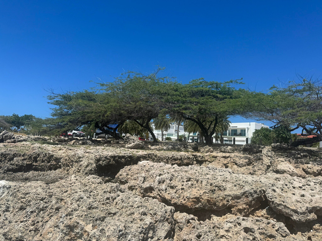 Malmok Beach-棕榈/鹰海滩必去景点