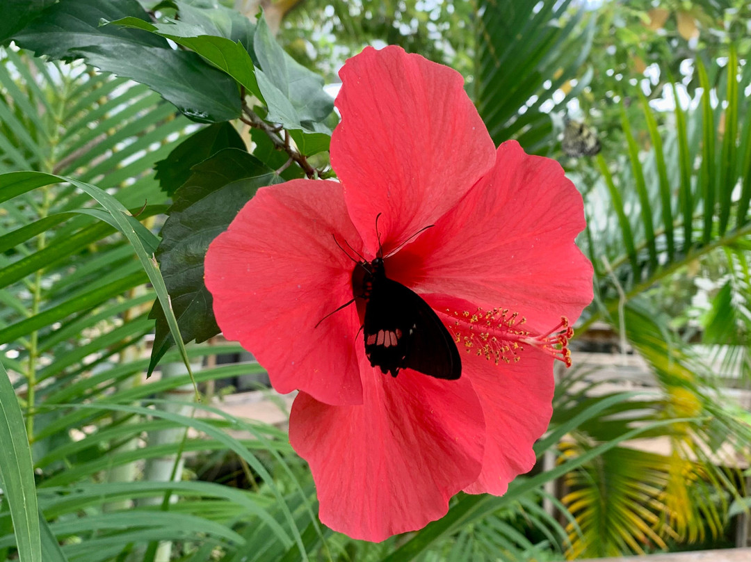 Borboletário Tropical景点图片