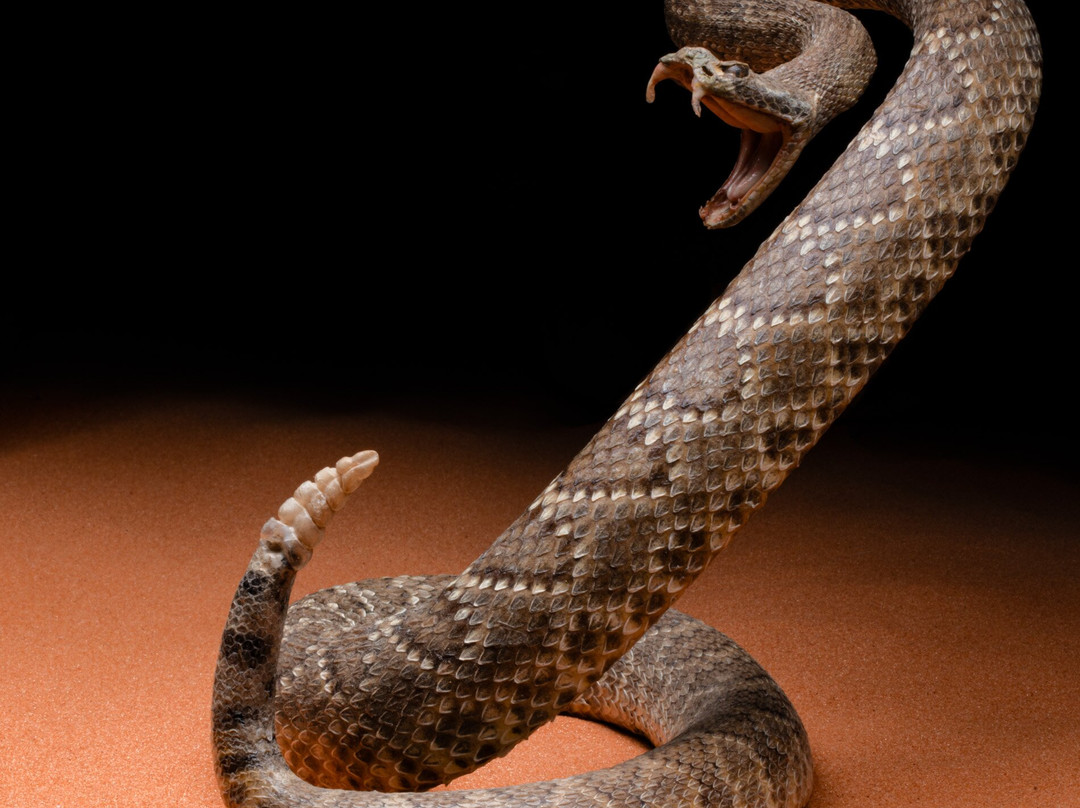 Bryce Wildlife Adventure-布莱斯必去景点