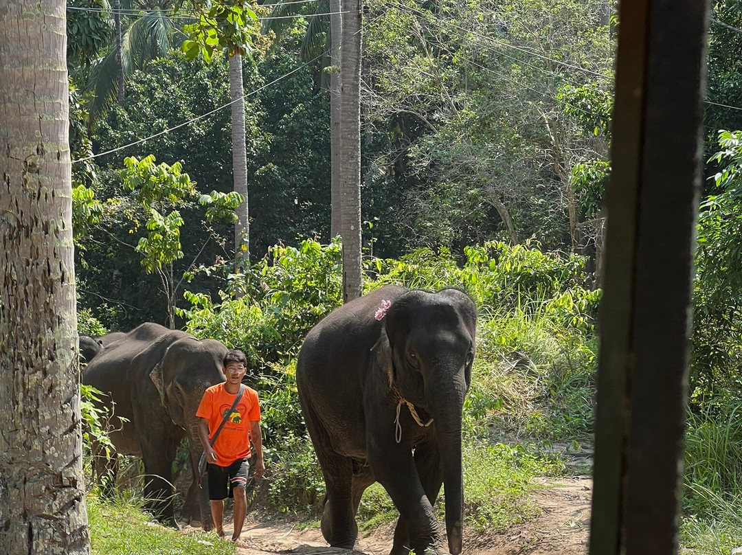 Elephant Care Samui-马叻必去景点