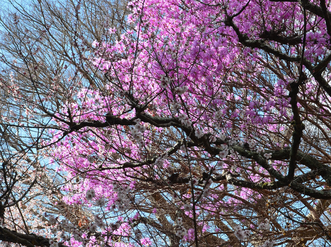 Iwamotoyama Park-富士市必去景点