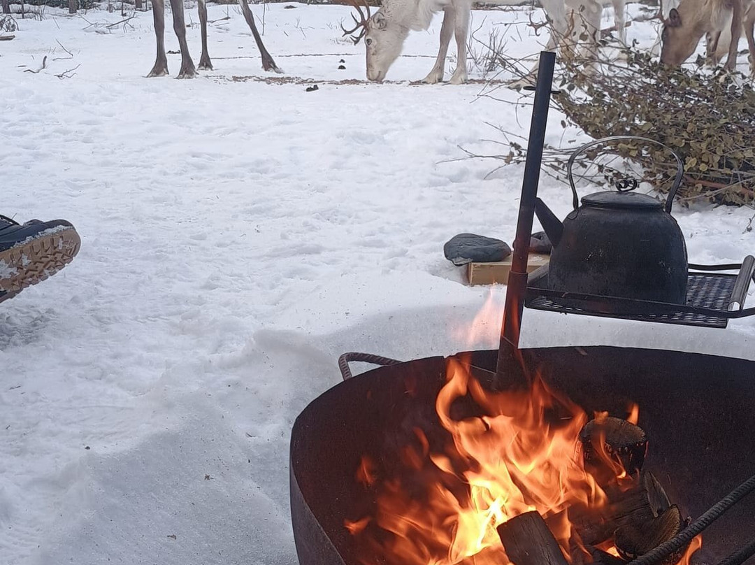 Kentura Reindeer Farm-罗瓦涅米必去景点