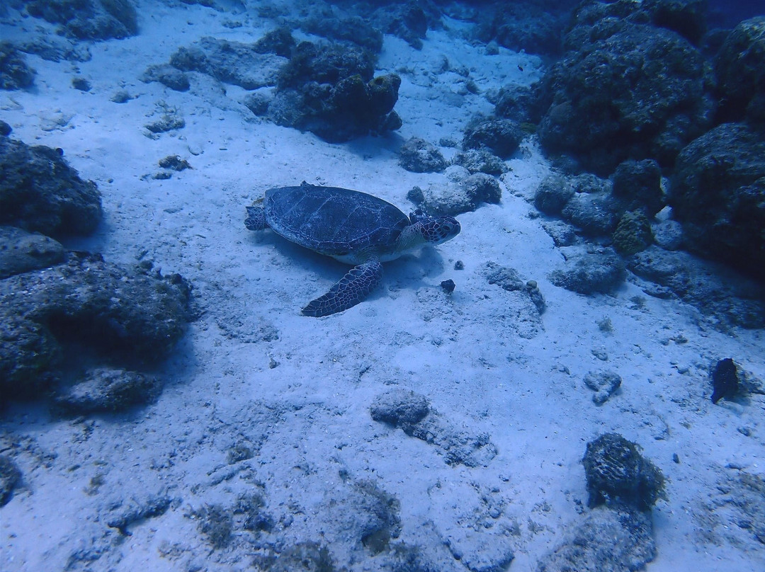 Trunkdivers-库拉索必去景点