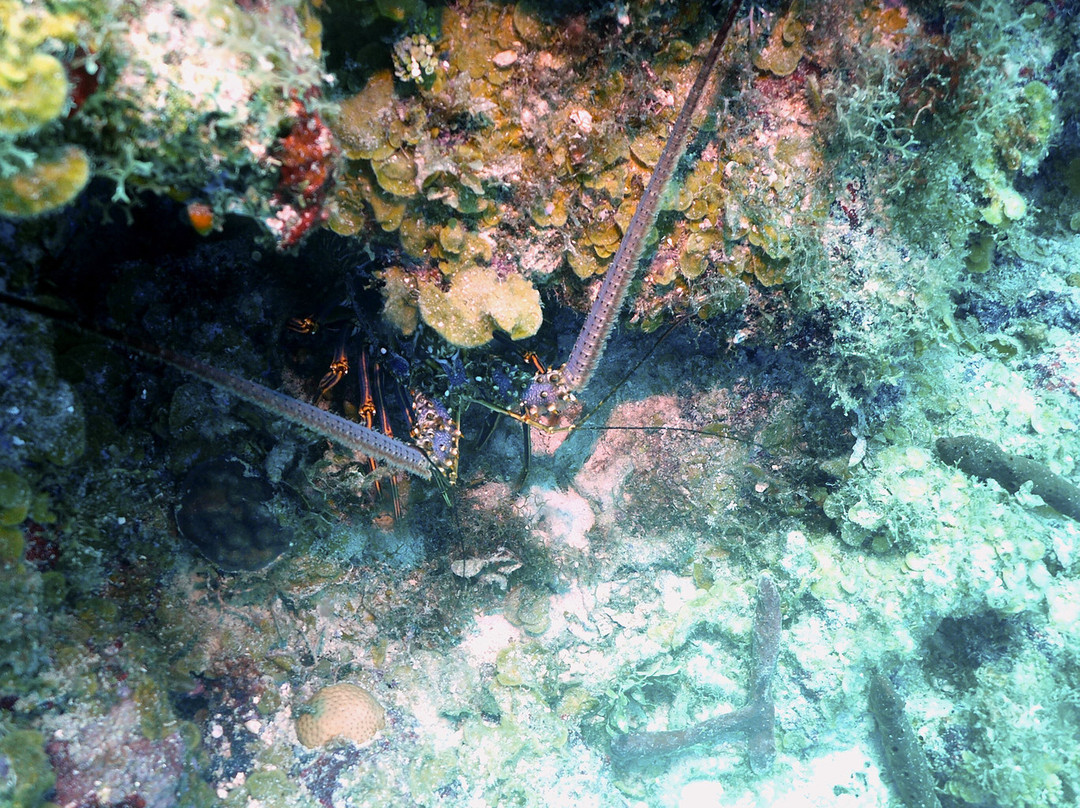 JJ Divers St Thomas-夏洛特阿马利亚必去景点