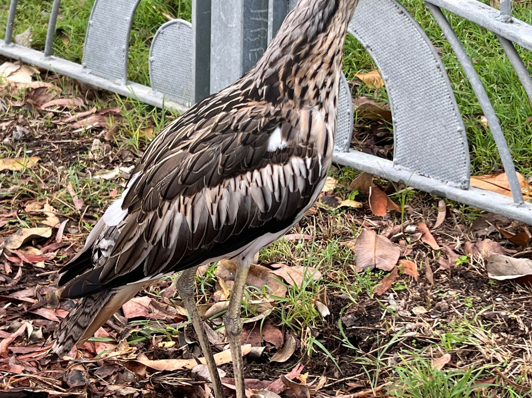 麦金托什岛公园-冲浪者天堂必去景点