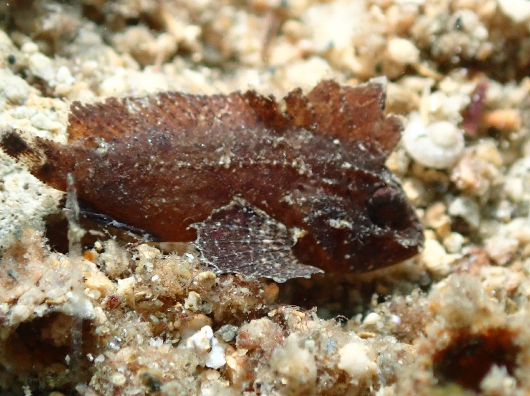 The Three P Beach Resort主图