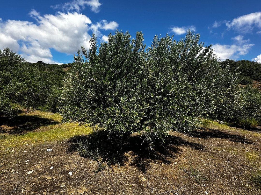 The Olive Trail-Kritsa必去景点