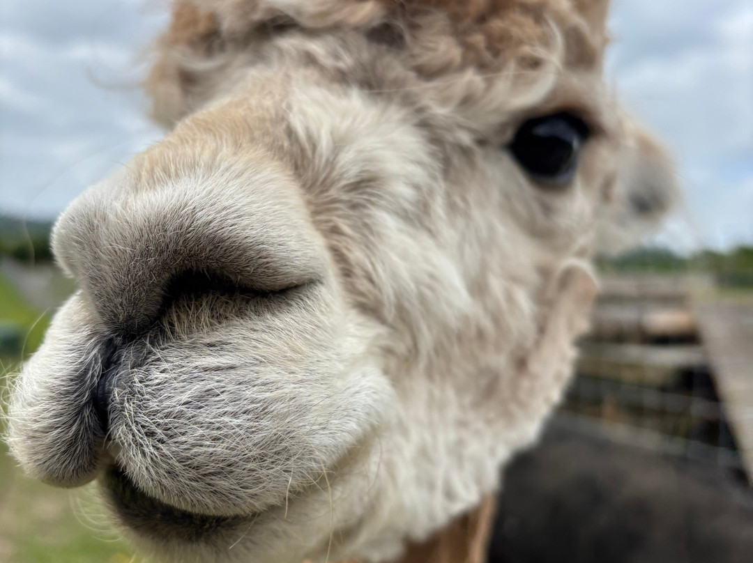 London Alpacas景点图片
