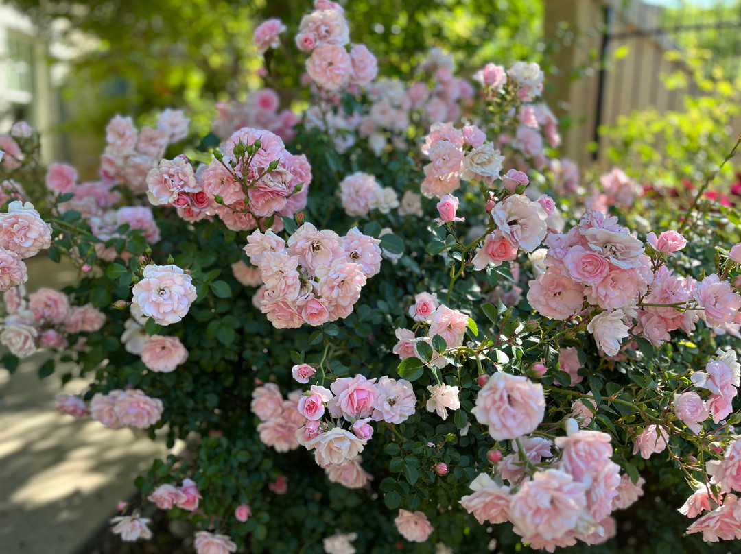 阿尔伯克基市中心帕克酒店主图