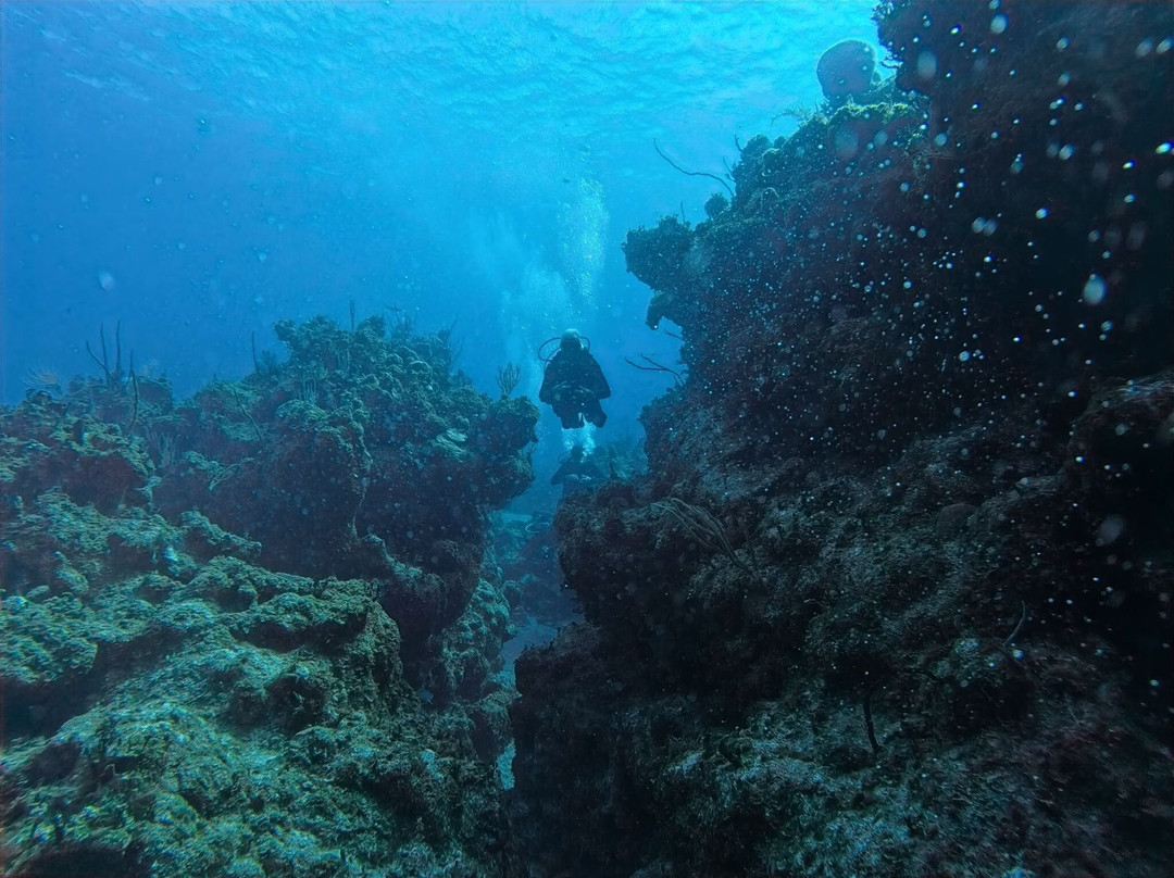 Only Blue Diving Dreams景点图片