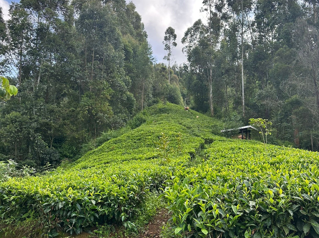 Kimakia Tea Cottages主图