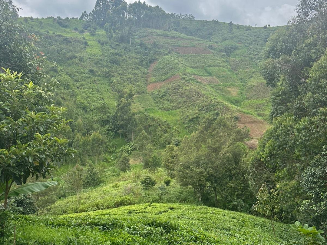 Kimakia Tea Cottages主图