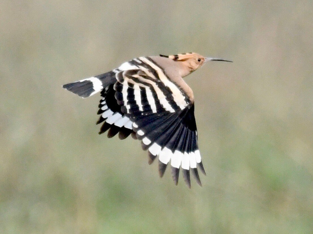 Mowgli's Eco Adventure-苏拉哈必去景点