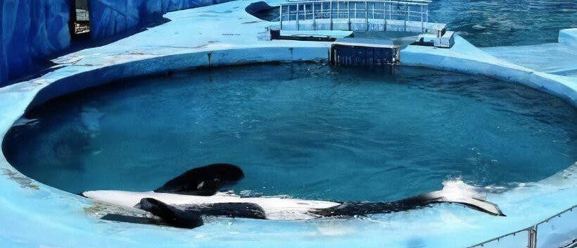 Mundo Marino-圣克莱门特雷图尤必去景点