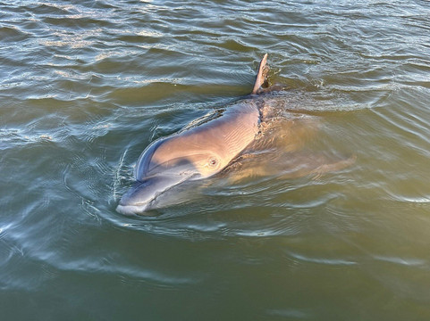 Island Life Bike Rentals & Dolphin Tours-希尔顿头岛必去景点