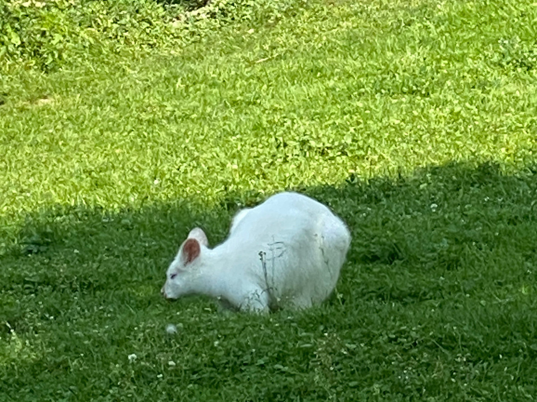 Raritätenzoo Ebbs-埃布斯必去景点