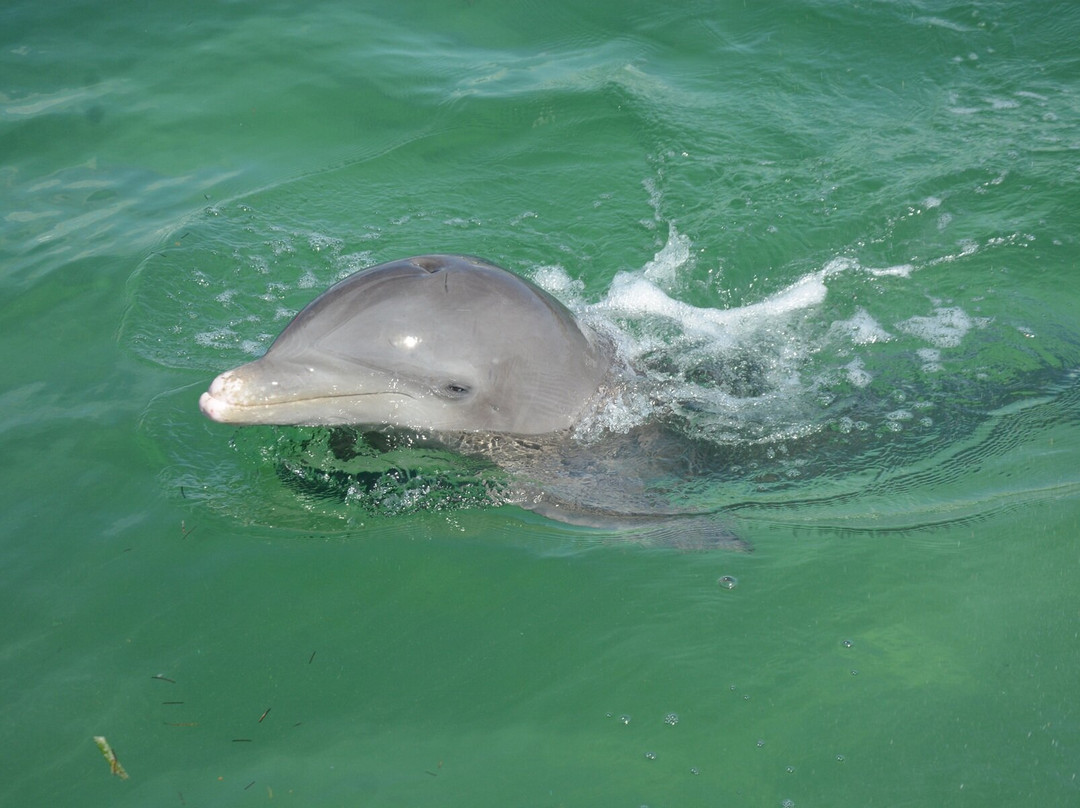 Delfinario De Cayo Guillermo-Cayo Guillermo必去景点