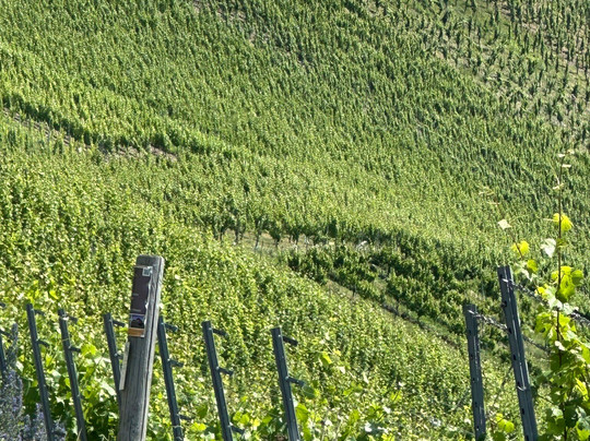 Weingut Staffelter Hof主图