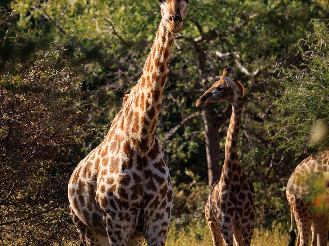 Kartula Marula Adventures-Steenbokpan必去景点