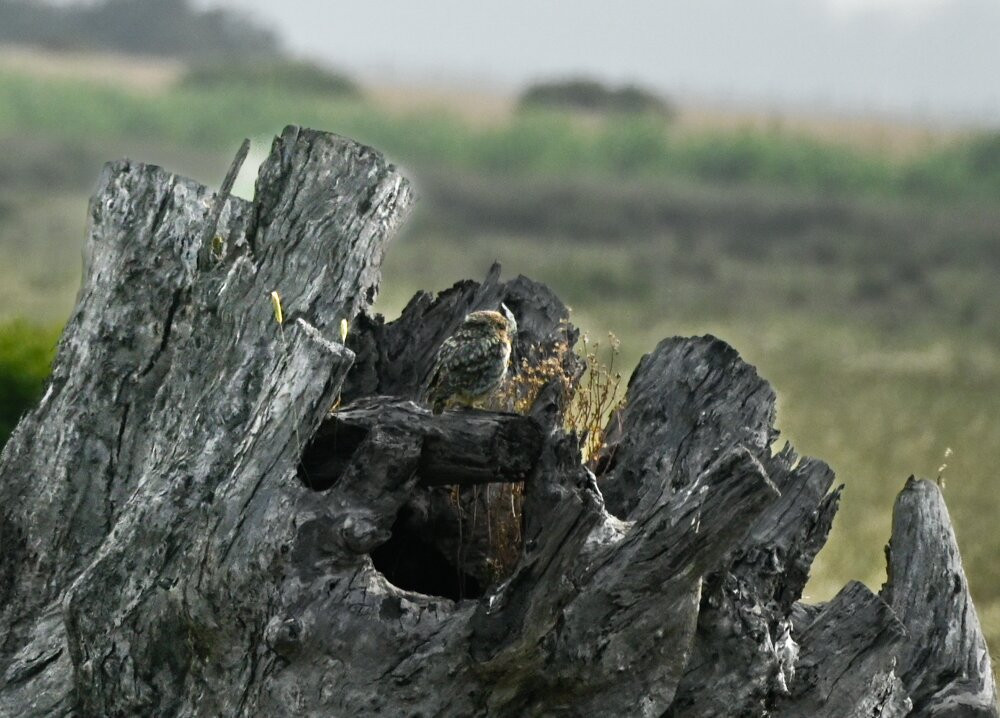 Discovering Donana-El Rocio必去景点