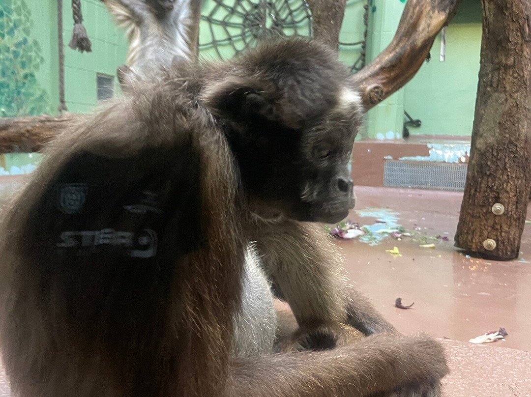 Zoo Frankfurt-法兰克福必去景点