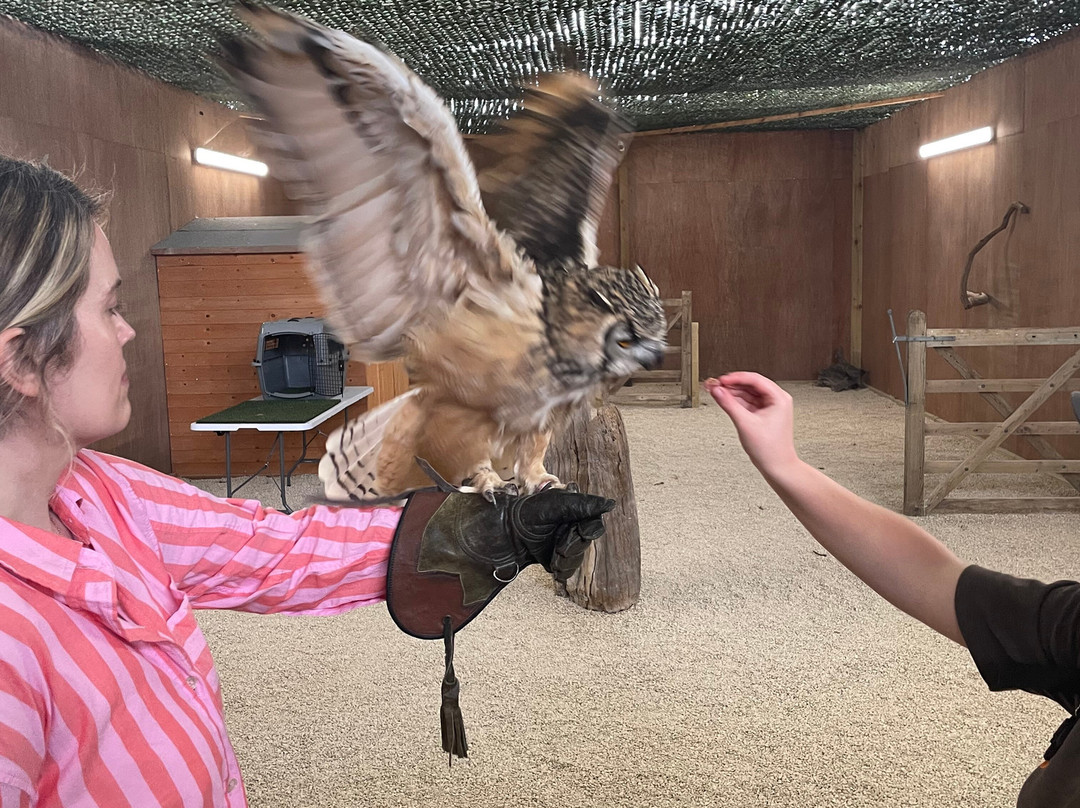 The Bird Of Prey Project-巴斯必去景点