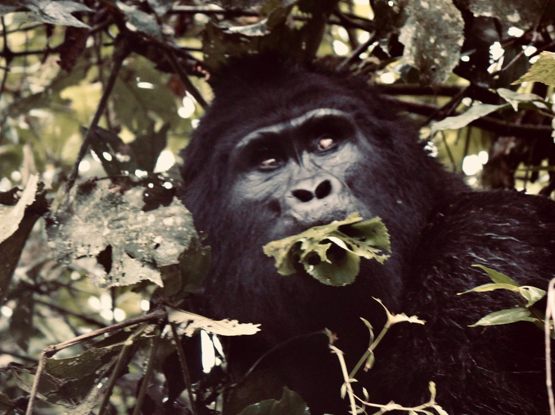 Kafu Safaris-坎帕拉必去景点