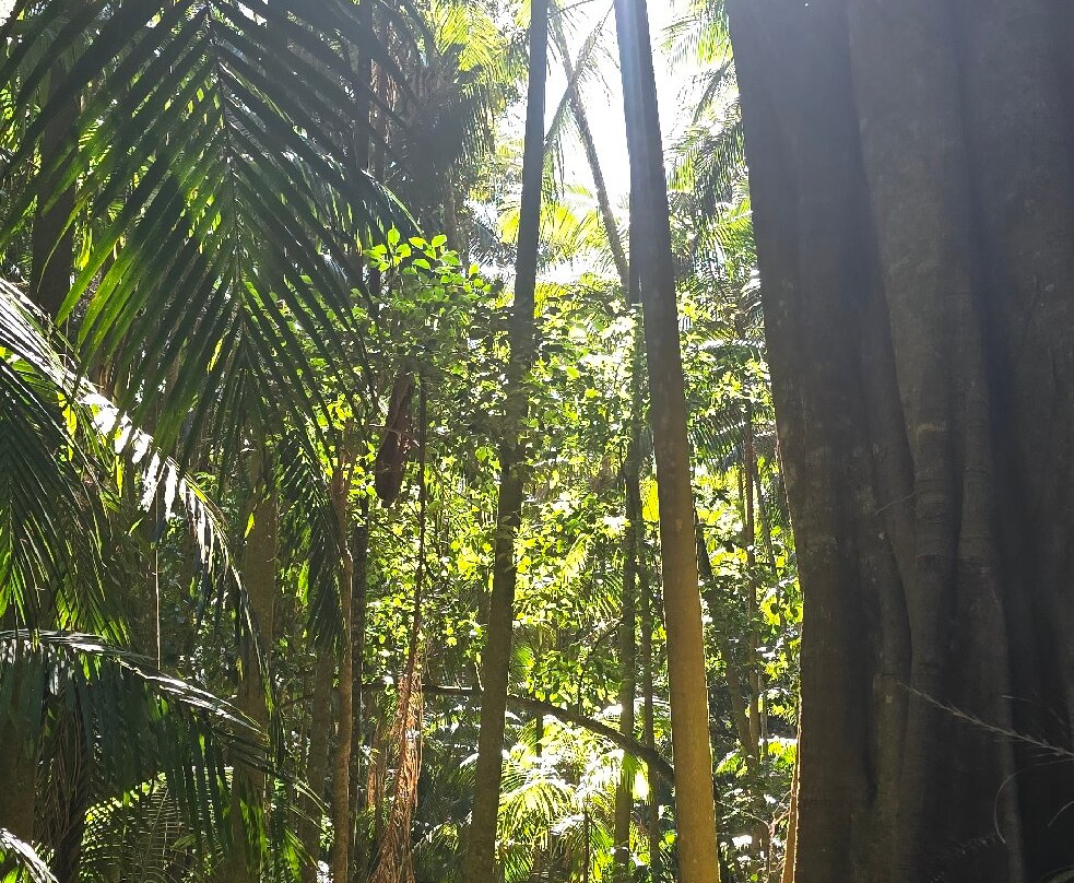 Curtis Falls-丹百林山必去景点