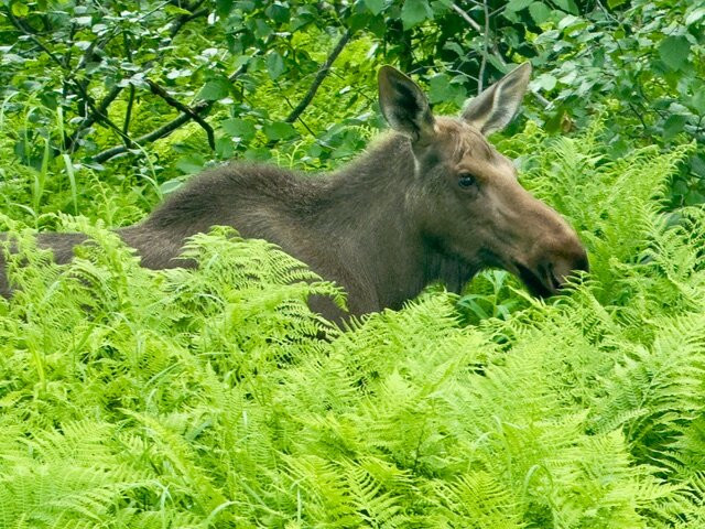 Denali Gold Tours-Trapper Creek必去景点
