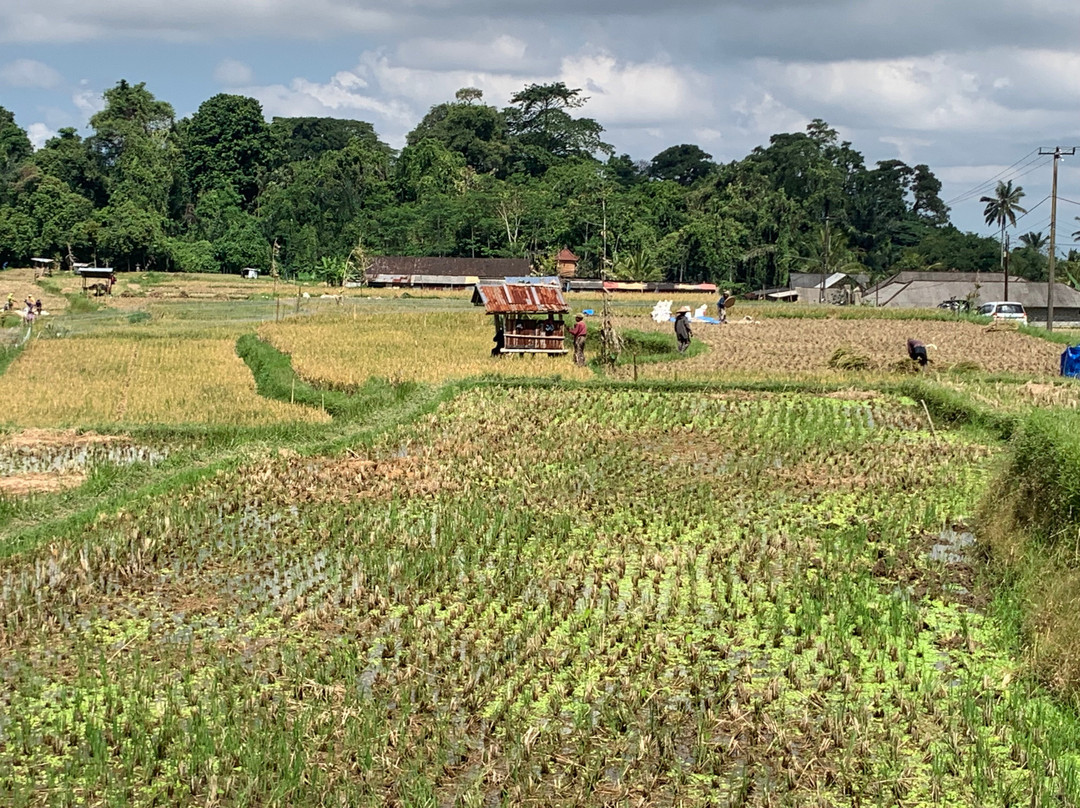 Bali Fun Bike Adventure-Pejeng Kaja必去景点