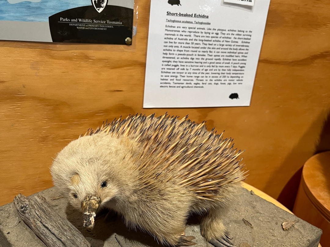 Lake St Clair Visitor Centre-摇篮山圣克莱尔湖国家公园必去景点