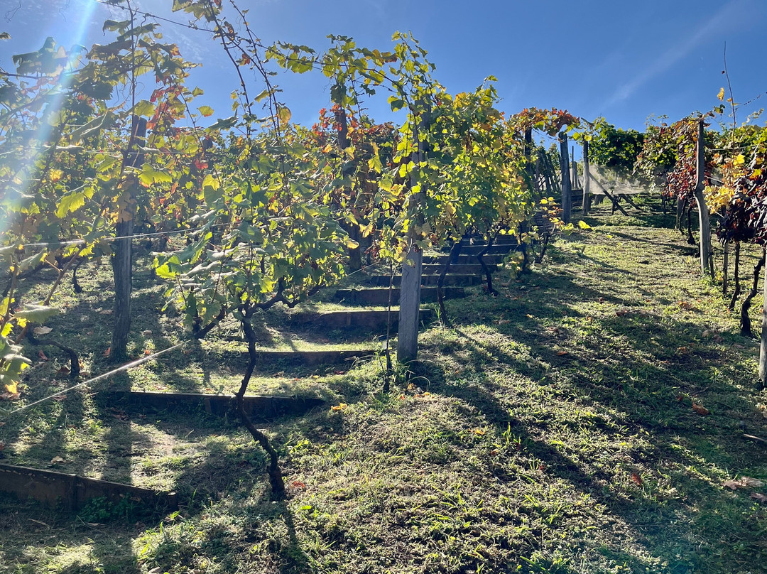 Vinícola Stella Valentino-Andradas必去景点