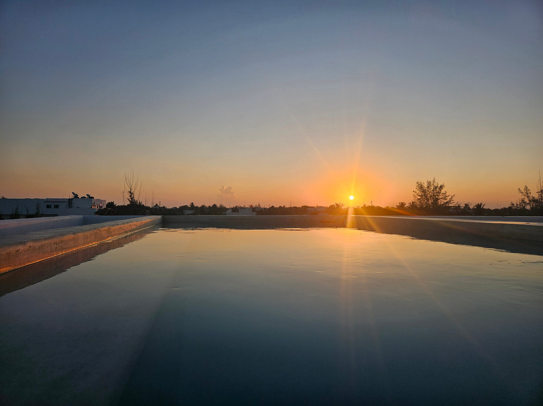 Coccoloba Holbox
