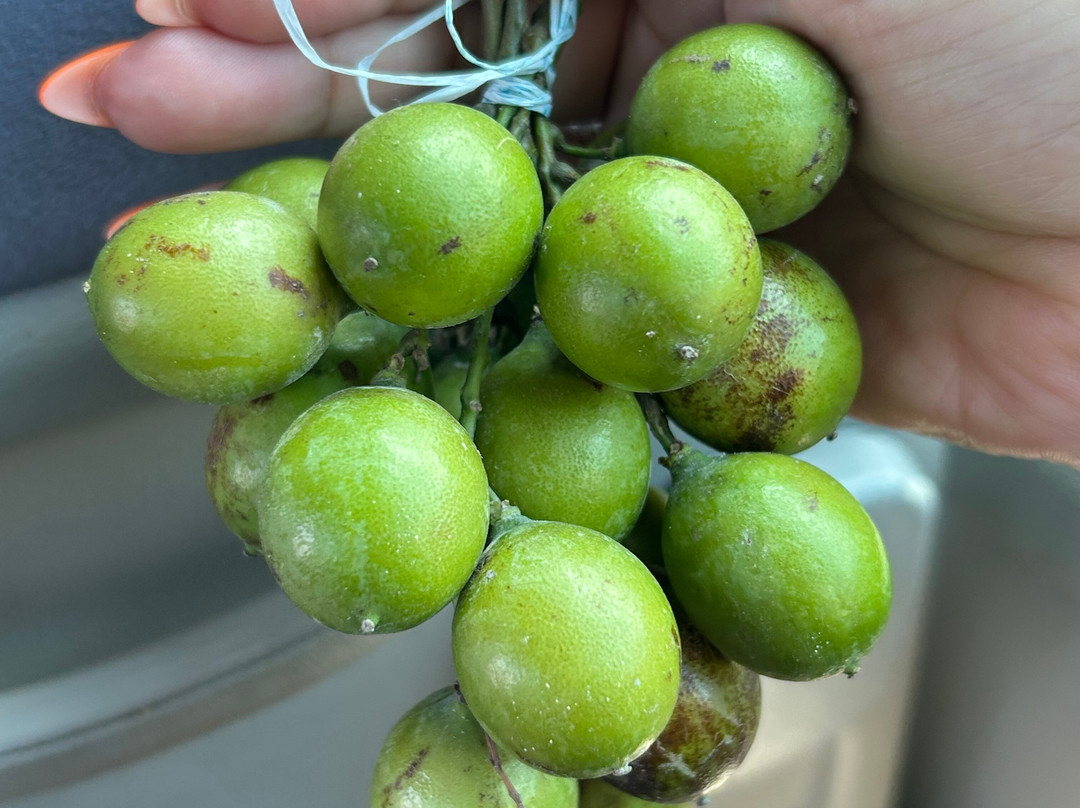 Jamaica's Happy Times Fun Tours-蒙特戈贝必去景点