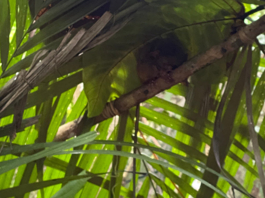 眼镜猴保护区-Bilar必去景点