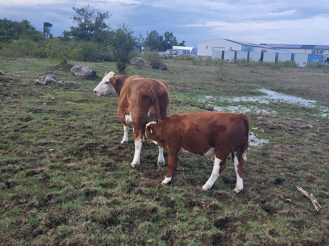 Kvarnbacka Islandshästar-Morbylanga必去景点