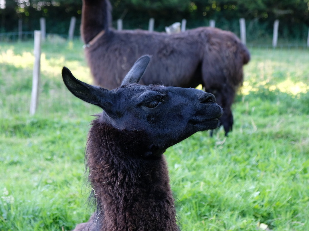 Bisou D'Alpaga-Saint-Clement-Rancoudray必去景点