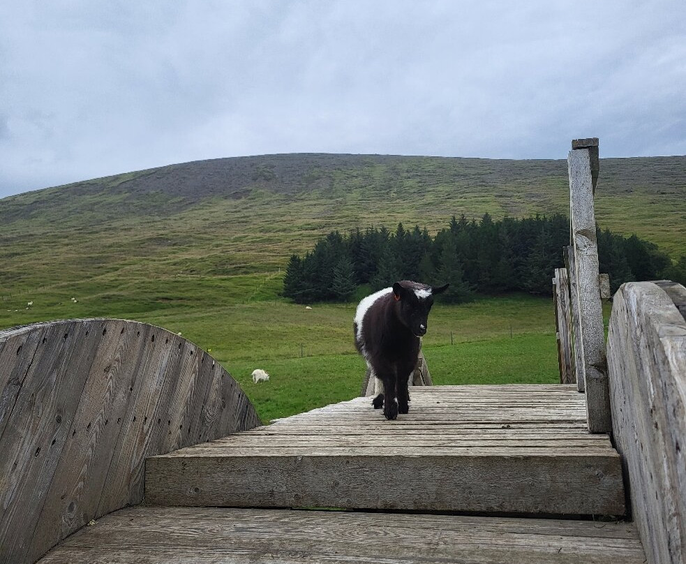 Haafell Goats and Roses-Reykholt必去景点