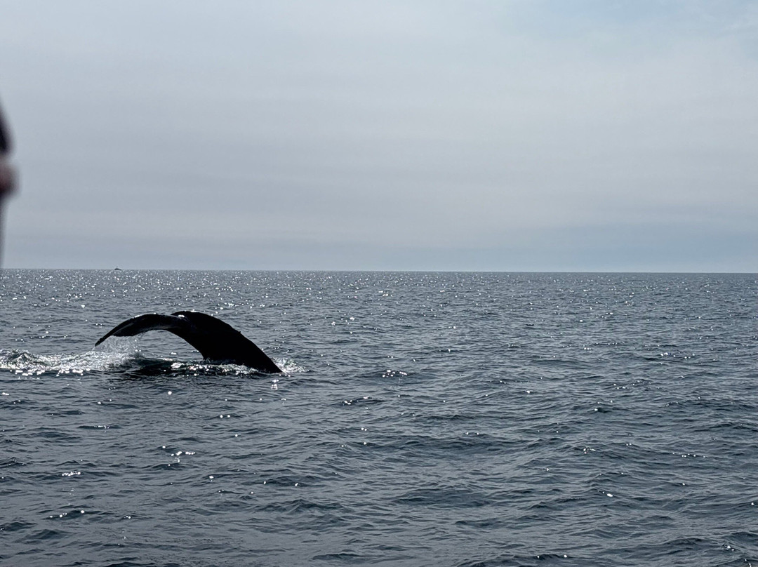 Adventure Bay Whale Watch Co.-Tiverton必去景点