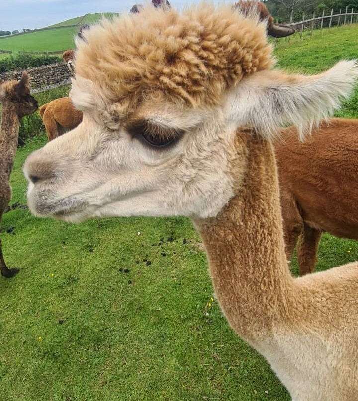 Wreay Syke Alpacas-肯德尔必去景点