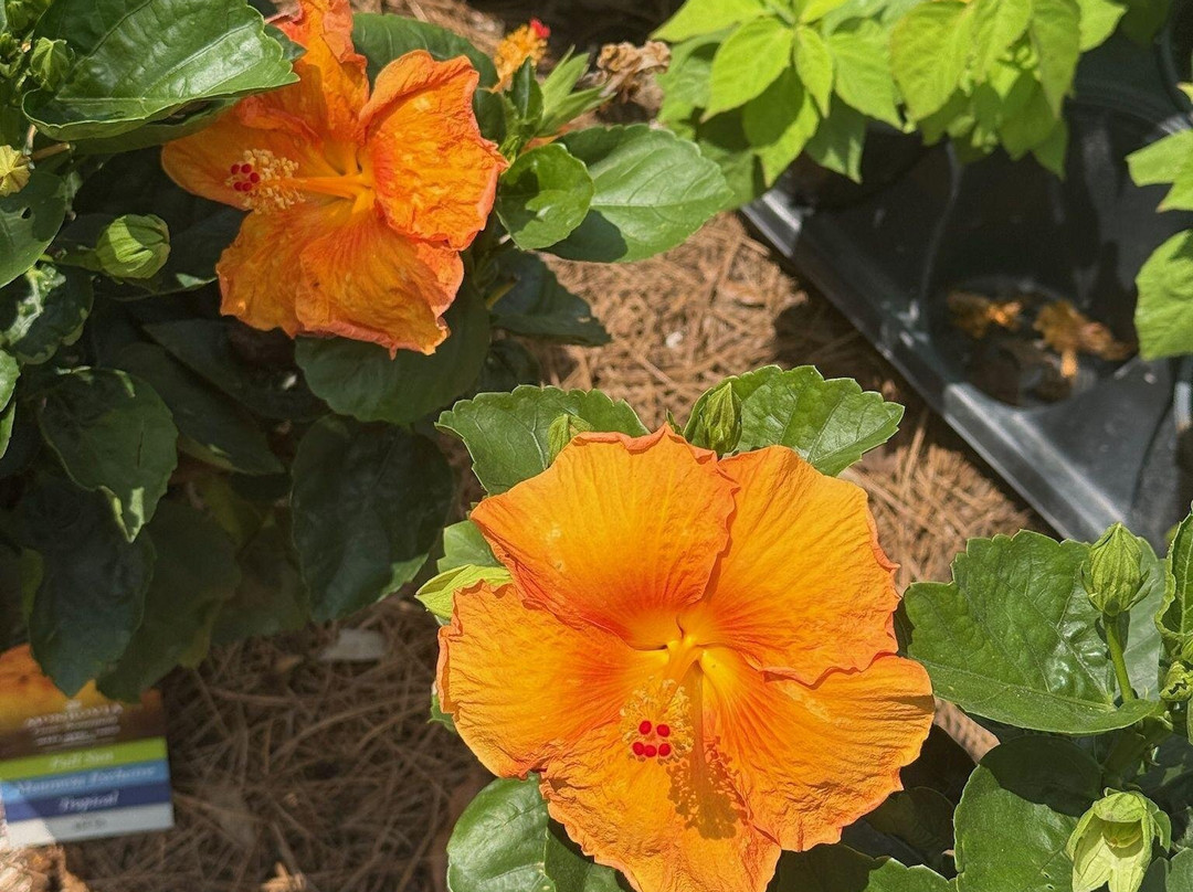 Clay Garden & Gifts Llc-Seagrove Beach必去景点