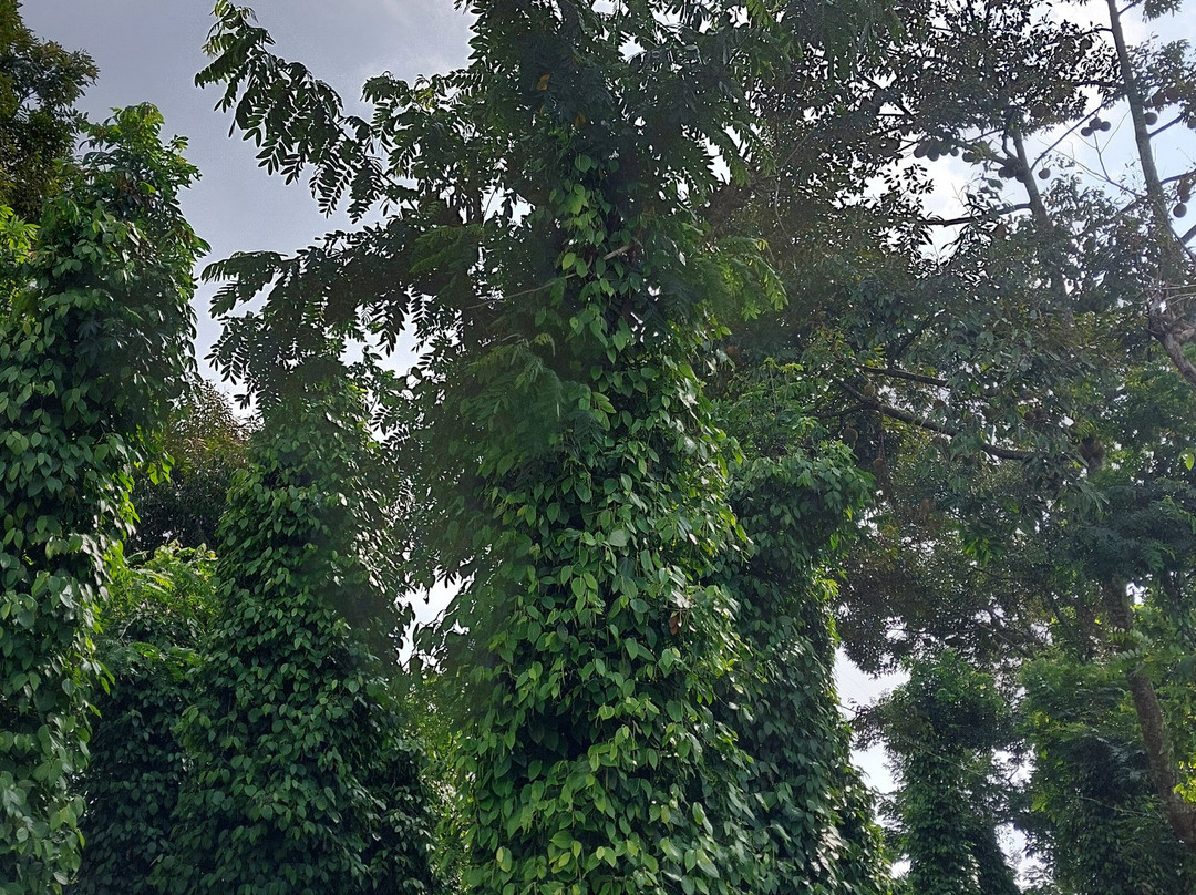 DakLak Tour-托伯莫里必去景点